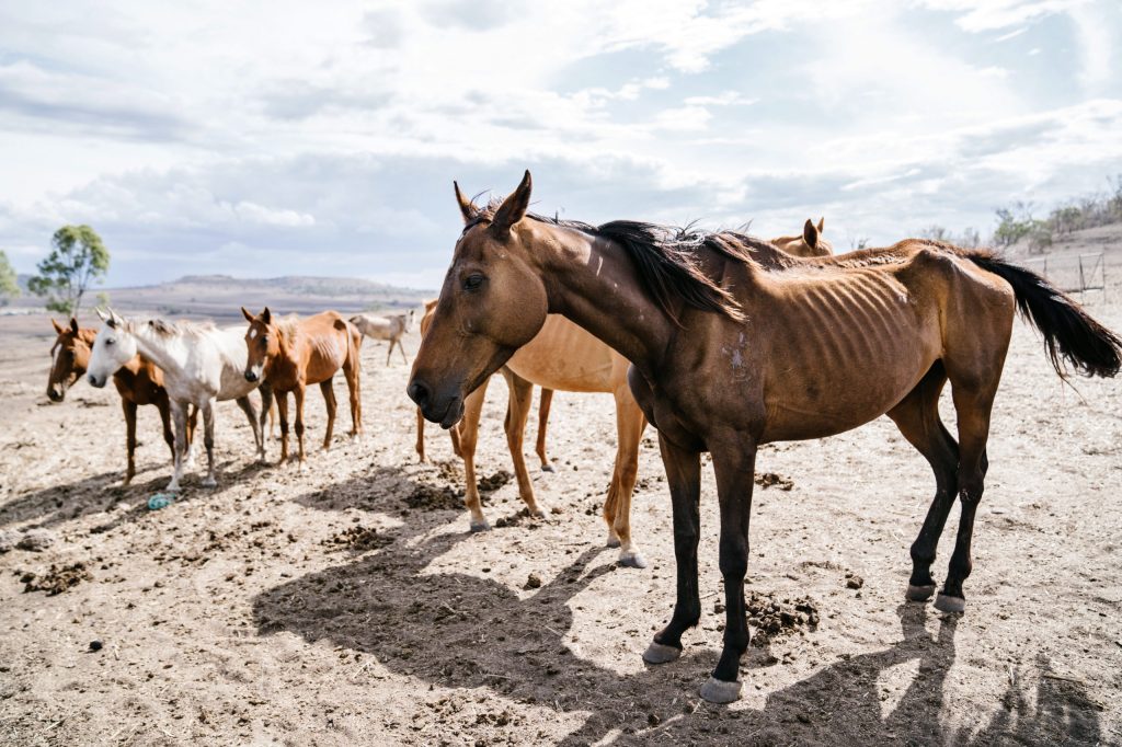 Animal rights activists fear eight horses are starving to death in Toowoomba. (AAP Image/Supplied by Animal Liberation Queensland) 