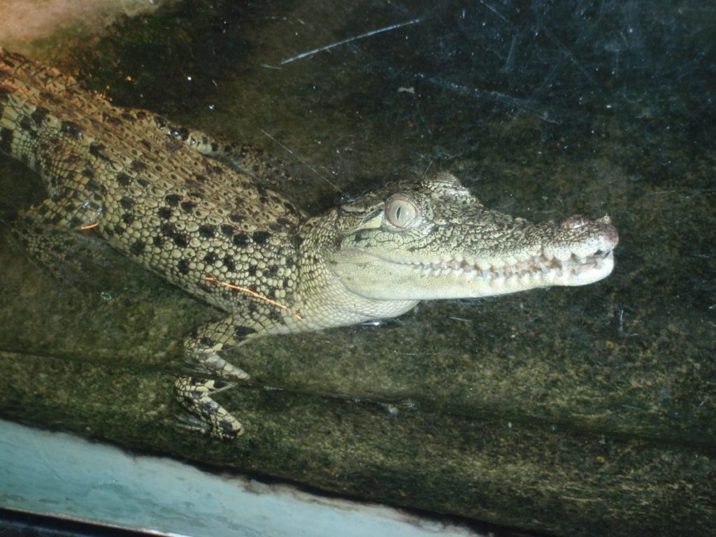 Thumbnail for Feisty croc ‘Snappy Tom’ and barra stolen