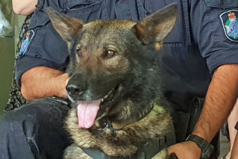 Thumbnail for Queensland police dog Kaos stabbed in neck during Brisbane arrest