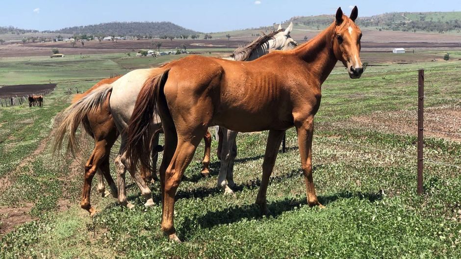 Thumbnail for States go on high alert as Hendra virus behind NSW horse death