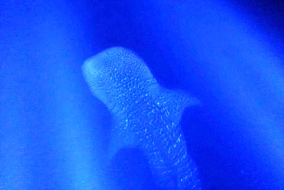 Thumbnail for Whale of a tale as boaties encounter rare, giant fish off Fraser Island