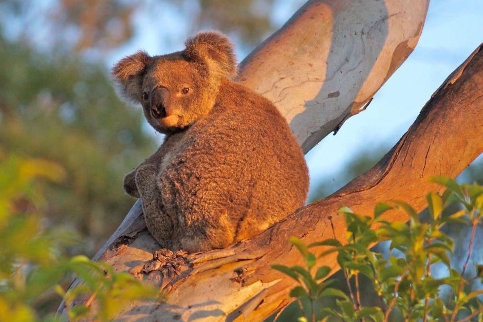 Thumbnail for ‘Outrageous’: Critics slam Darling Downs Defence housing plan on koala habit