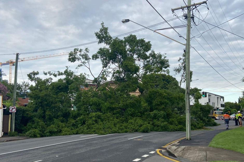 A tree blocked Sandgate Rd at Clayfield, during yesterday's wild weather. (Photo: Supplied: Tonile Wortley)
 