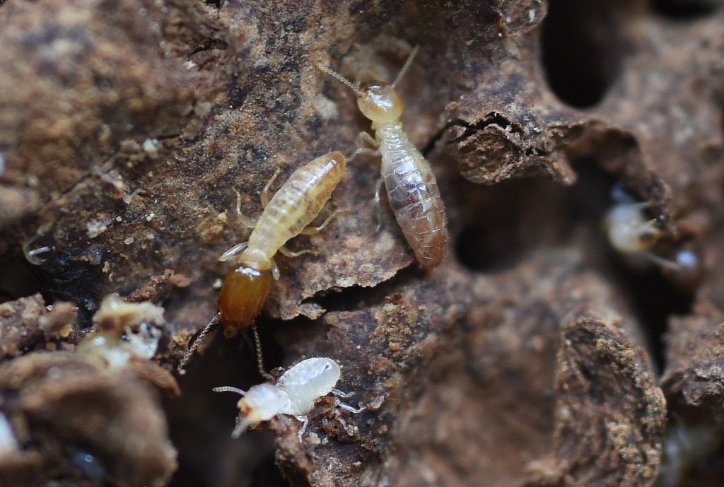 Thumbnail for Termites help unearth a high-tech future