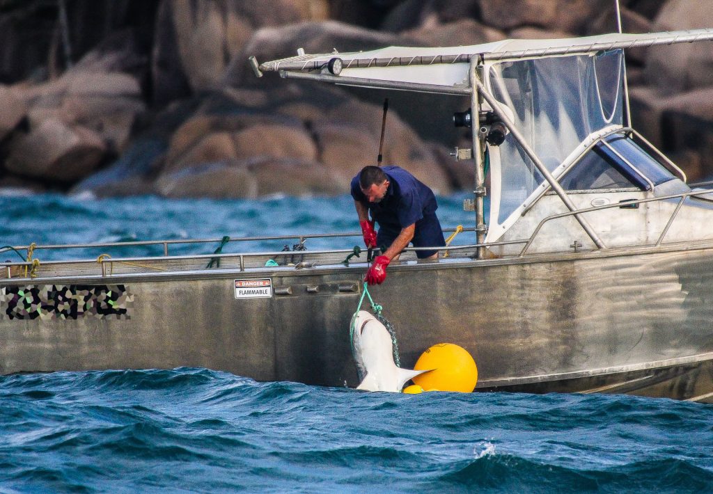 The Queensland government is reintroducing shark drumlines and nets to boost tourism numbers. (AAP Image/Humane Society International) 