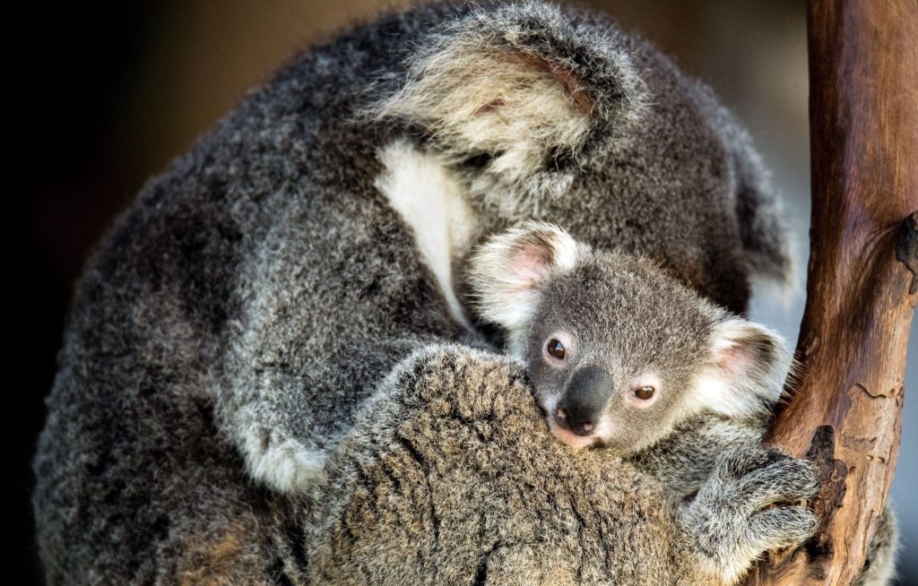 Researches are delighted by the results a vaccine has returned in treatment of the deadly chamydia virus (Image: Unsplash).