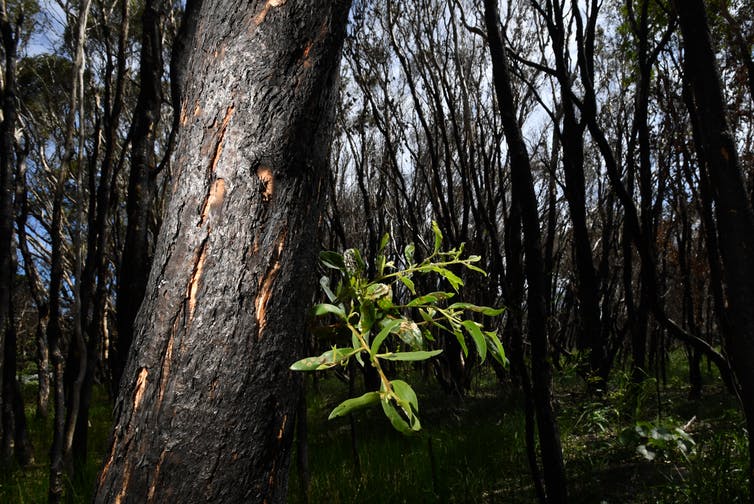 Thumbnail for Lots of people want to help nature after the bushfires – we must seize the moment