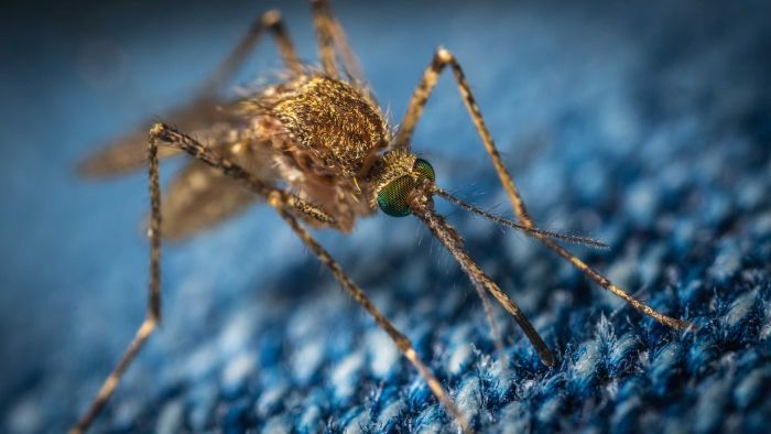 The mosquito-borne Japanese encephalitis virus has been found in Queensland. Photo: ABC