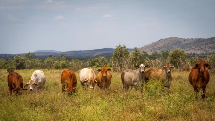 Thumbnail for Hot air: Small graziers band together to harness carbon credits