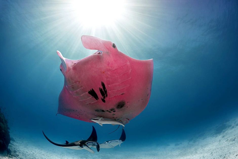 Thumbnail for Rare manta find has researchers tickled pink