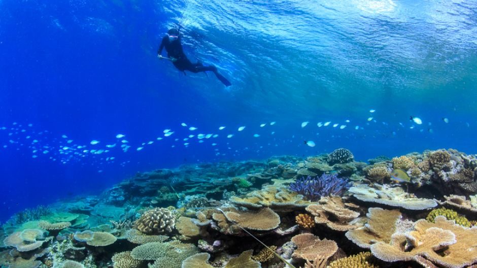 Thumbnail for Plibersek targets reef with $200 million restoration funding