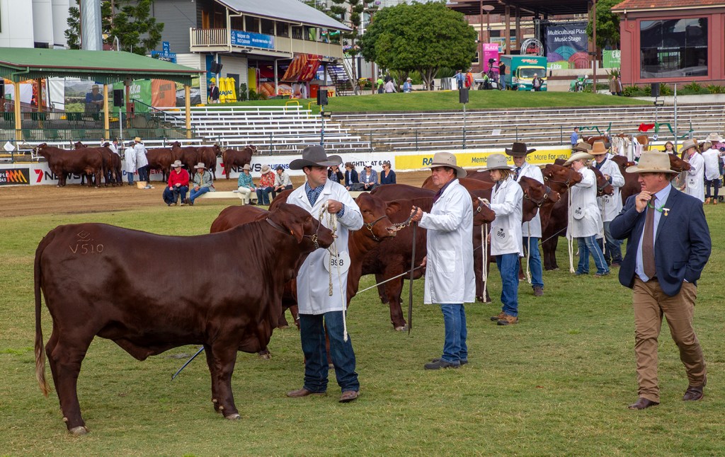 Thumbnail for Can the show go on? Ekka edges closer to third closure in 144 years