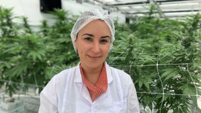 Emily Rigby from Cannatrek with medicinal cannabis crops being grown in southern Queensland. Photo: ABC