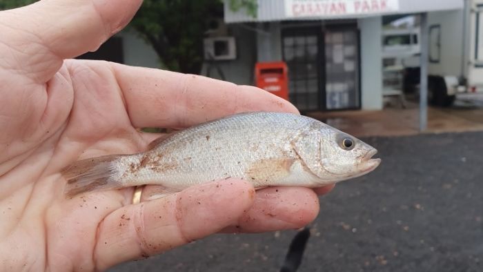 Rick Shiells from the Yowah caravan park found some unexpected visitors in the puddles left behind by ex-cyclone Esther. Photo: ABC