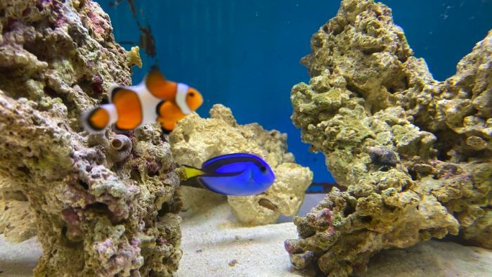 A clownfish breeding program in Central Queensland hopes to supply them to pet shops. Photo: ABC
