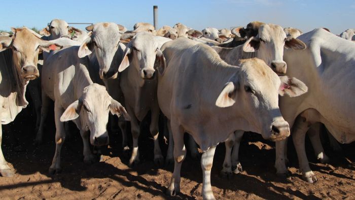Thumbnail for Prime cut: China’s trade beef to cost us $581 million, report warns