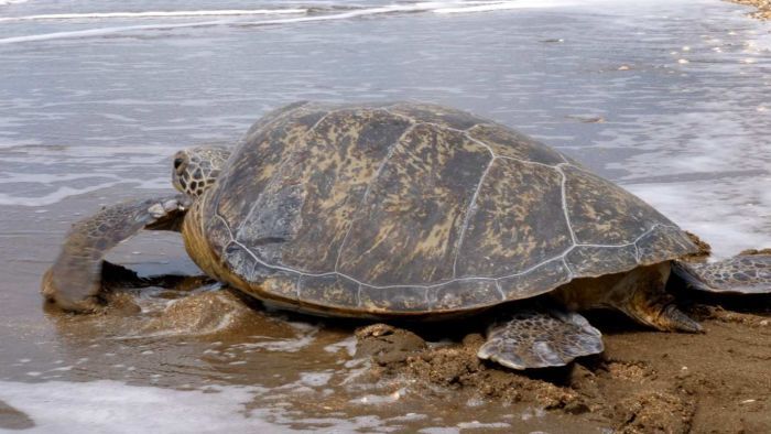 After months in rehabilitation Yoda is free to go back to her ocean home. Photo: ABC
