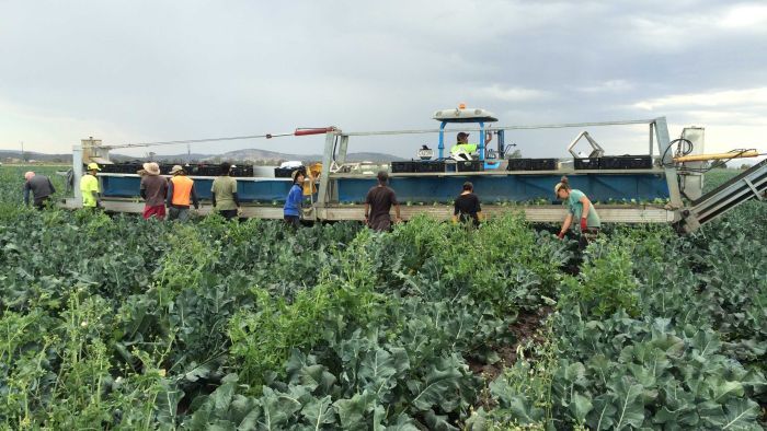 Qualipac employees harvest broccoli which is in high demand due to COVID-19. Photo: ABC