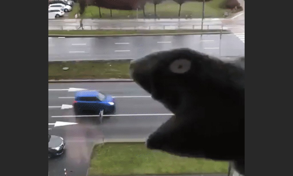 Sock puppet by @gnuman1979 on Twitter.