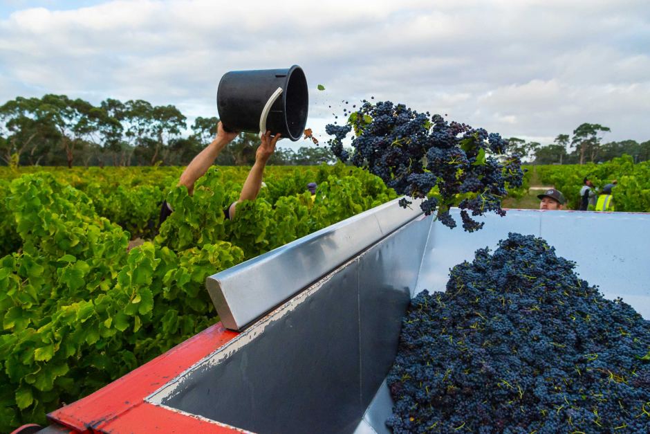 Thumbnail for Fears that a third of Australia’s wineries may go under during crisis