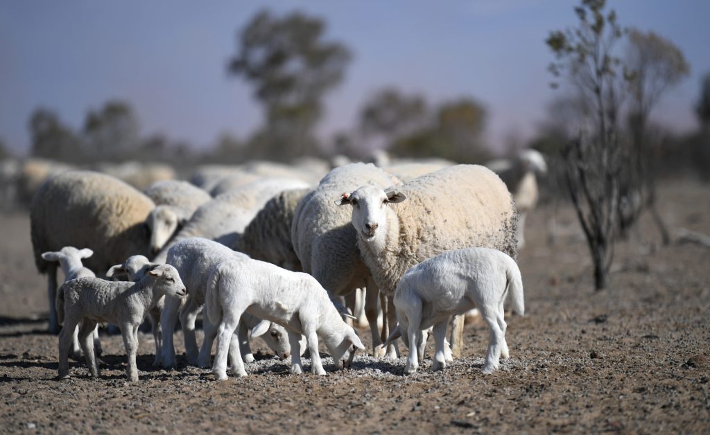 Thumbnail for Good for crops, but La Nina has turned our sheep into sitting ducks