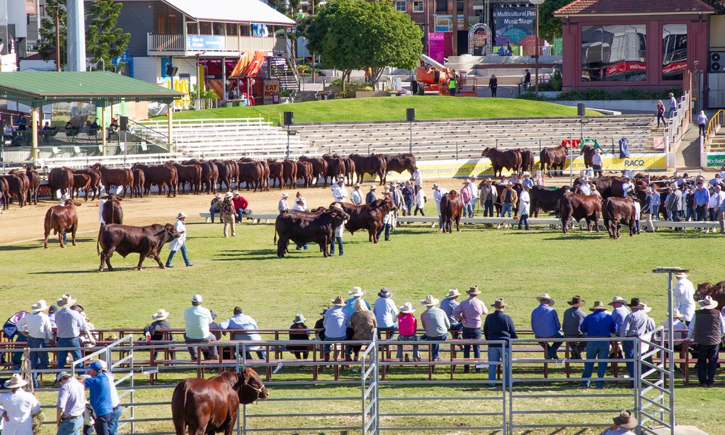 Thumbnail for Show day becomes go day as 11 councils lock in long weekend