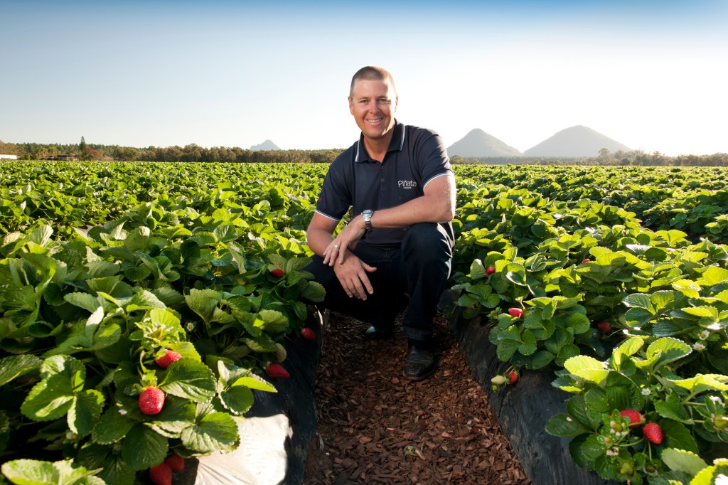 Thumbnail for Temporary visas a pick-me-up for start of strawberry season