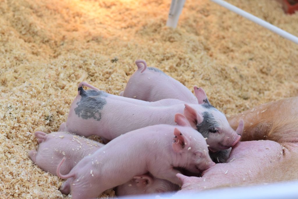 Thumbnail for Could Queensland be facing another devastating outbreak?