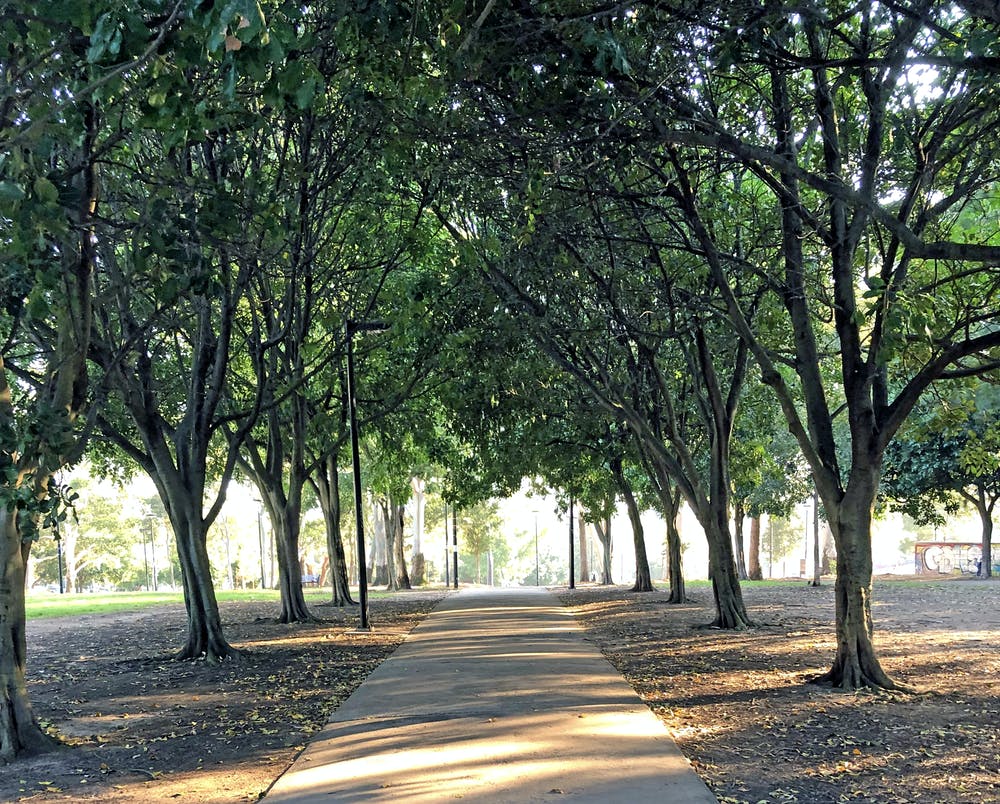 Appreciating urban nature has never been more important. (Photo: Lucy Taylor, Author provided)