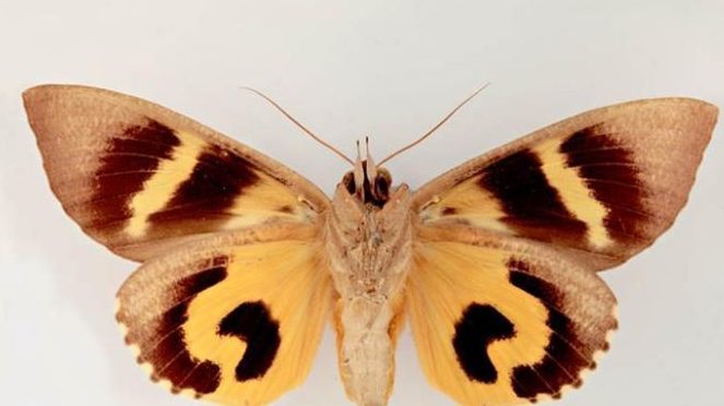 Thumbnail for Meet the monster moth that’s been snacking on our fruit trees