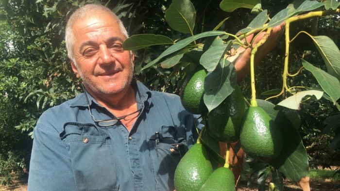 Avocados Australia chairman Jim Kochi says growers are 'very apprehensive' about the food-service shutdown. Photo: ABC