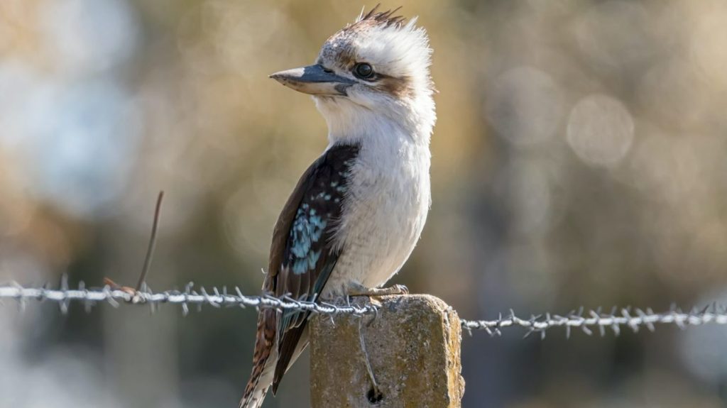 Thumbnail for No laughing matter: Fears for kookaburras, magpies as numbers fall