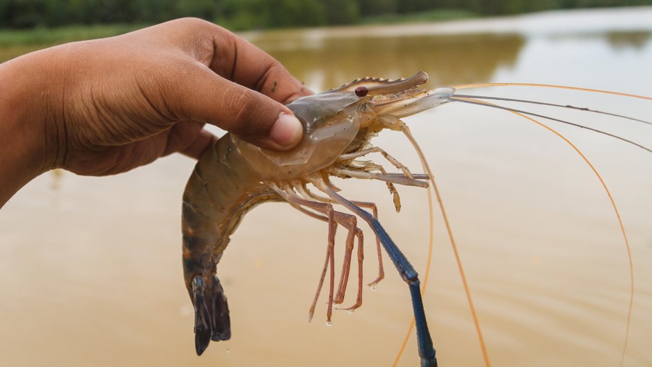 Thumbnail for Already reeling, seafood industry rocked by white spot outbreak in Logan