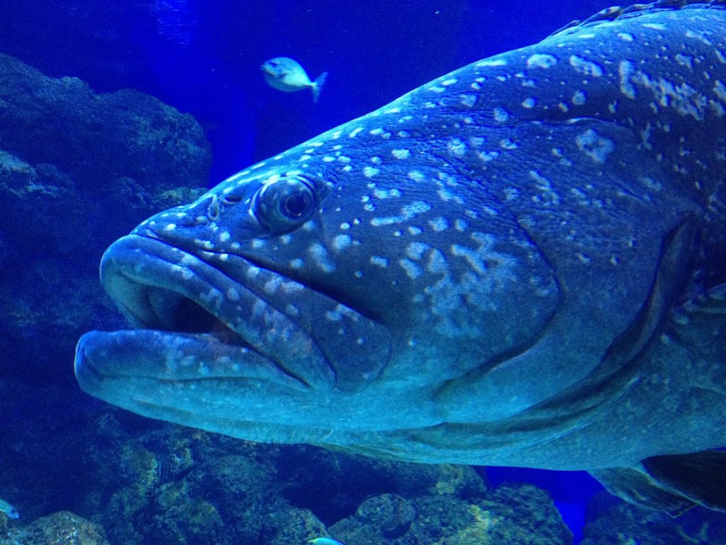 Thumbnail for Cairns Aquarium referred to CCC over alleged misuse of coronavirus funding