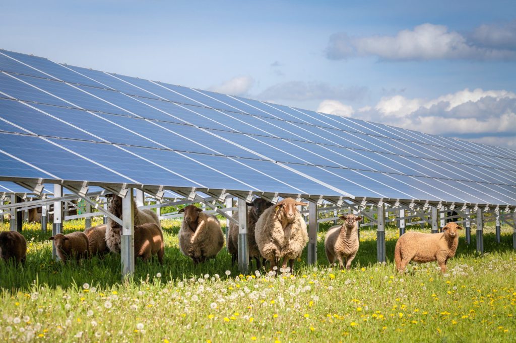 Thumbnail for Clean sweep: Australia’s biggest solar farm brings 400 jobs to Qld