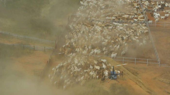 Thumbnail for Buying back the farm: Qld family buys cattle station from Chinese