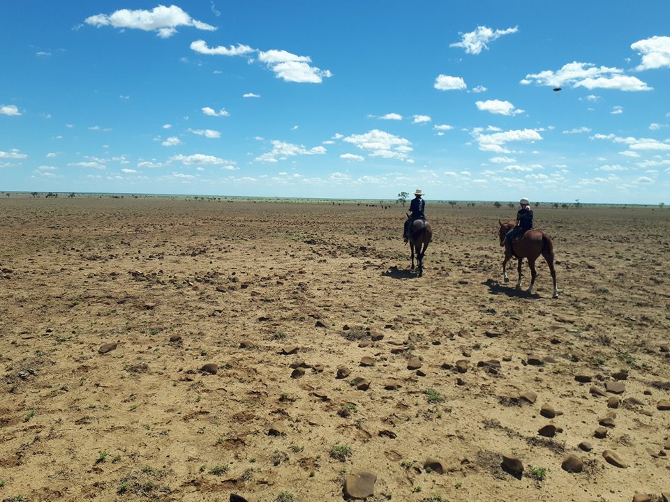 Thumbnail for Rain at last – but now western farms are being devastated by grasshoppers