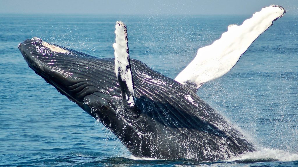 Thumbnail for ‘Hero’ in a tinny frees baby whale, but may face fine for his trouble