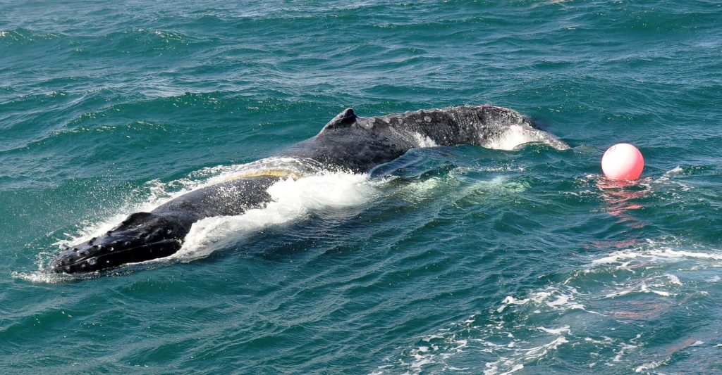 Thumbnail for Drones and ‘smart drumlines’ may replace Coast shark nets, save whales during migration