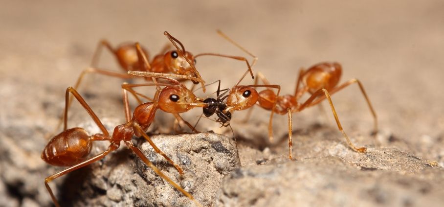 Thumbnail for Getting antsy: Tempers flare over fire ant hot spots