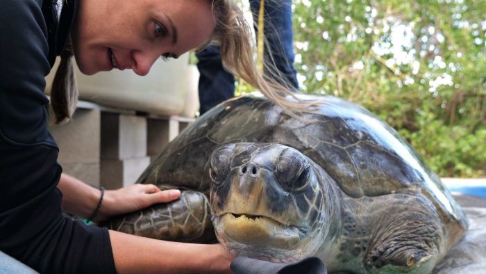 Thumbnail for How Denise the sea turtle made it back to the reef after year-long recovery