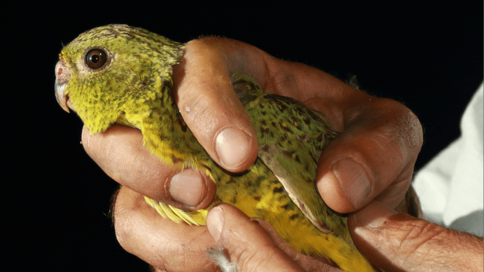 Thumbnail for Rare night parrot can’t see, runs into things in the dark (and no, this isn’t a Monty Python skit)