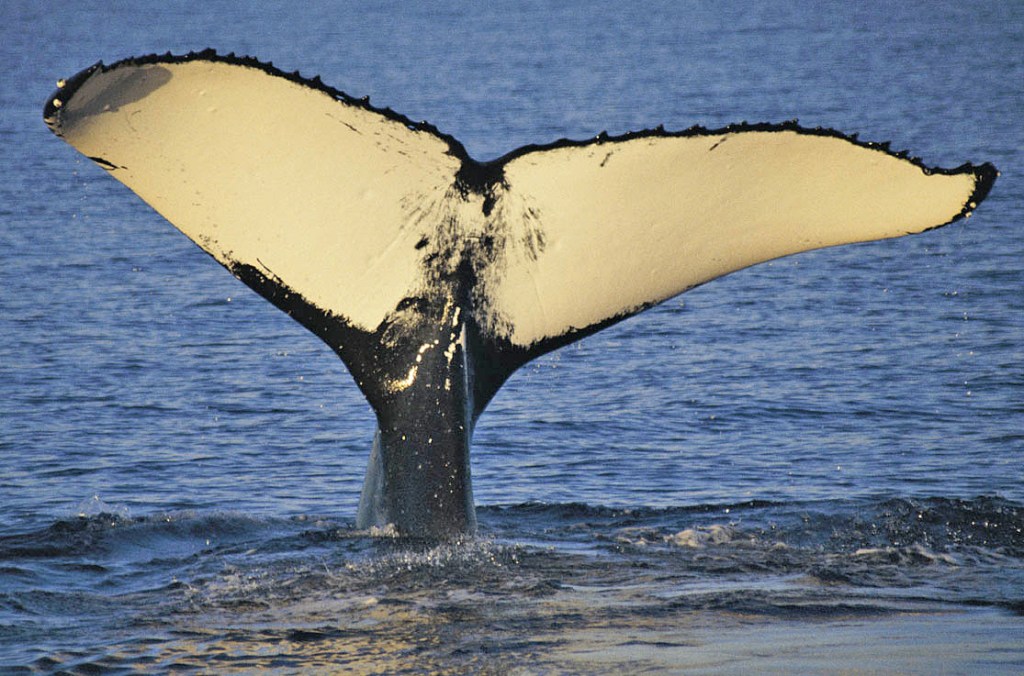 Thumbnail for Most whales in 70 years but 40,000 humpbacks ‘close to capacity’ say experts