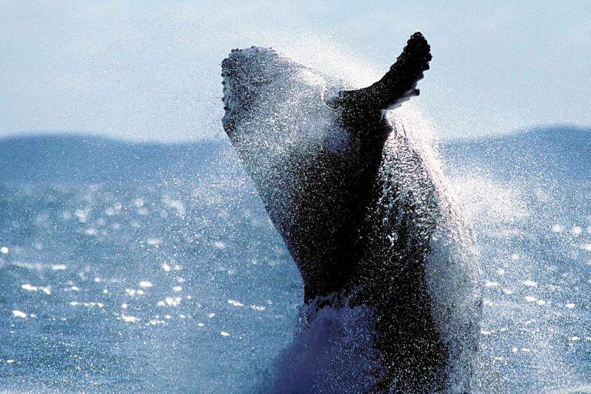 Thumbnail for Mother, calf get an early jump on whale season by turning up months early