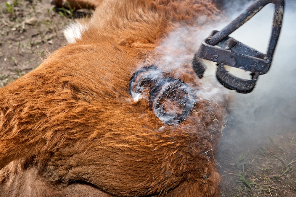 Thumbnail for Cattle thefts a growing risk as COVID cools branding irons