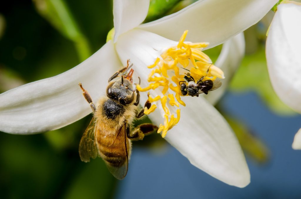 A regular honey bee on the left, compared to the much smaller stingless bee on the right.