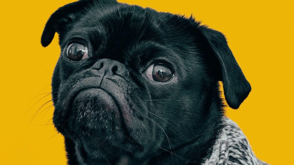 Thumbnail for Why your pet may be stressed when you leave isolation