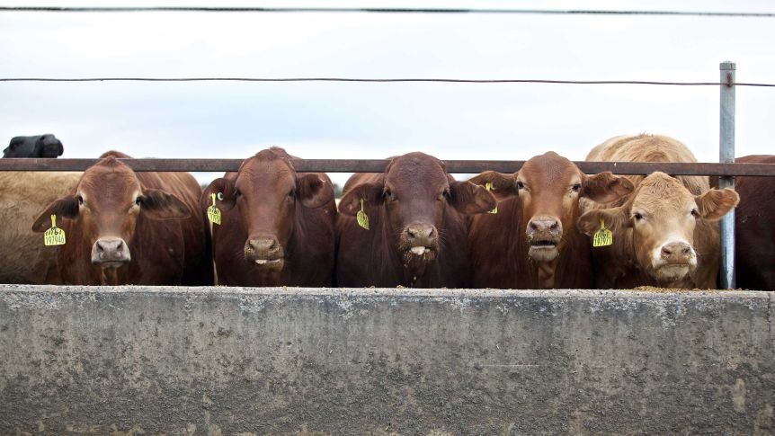 Thumbnail for Meaty market: More Queensland beef for China plates post Covid
