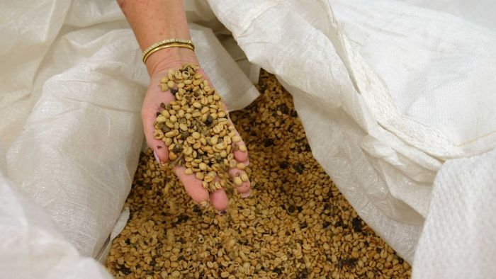 Thumbnail for Whitsunday Gold Coffee owners still full of beans despite setbacks
