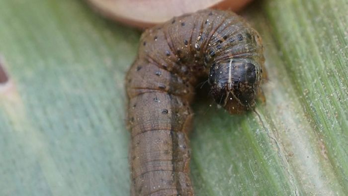 Thumbnail for Fall armyworm problem in west may be hard to wiggle out of
